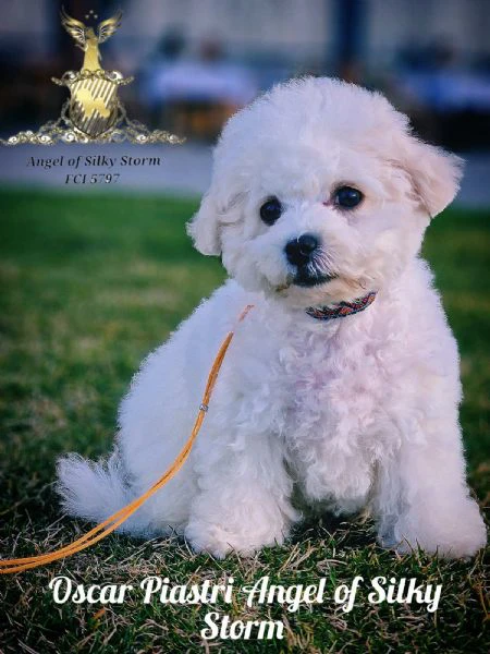 cucciolo bichon frisé in vendita | Foto 2