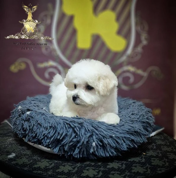 cucciolo bichon frisé in vendita | Foto 1
