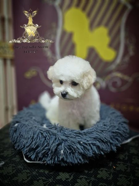cucciolo bichon frisé in vendita | Foto 0