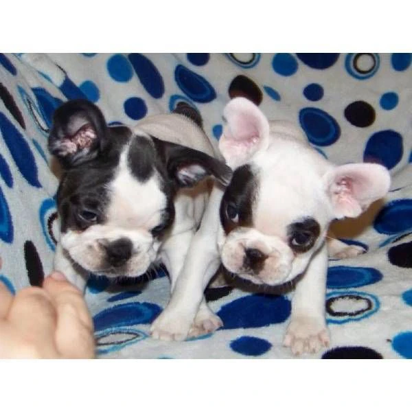 cuccioli di bulldog francese maschi e femmine in regalo