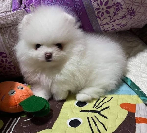 cuccioli pomerania bianchi 