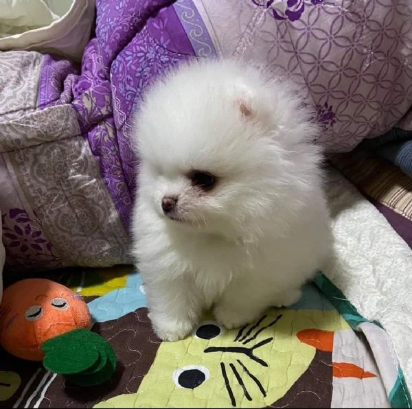 cuccioli pomerania bianchi  | Foto 0