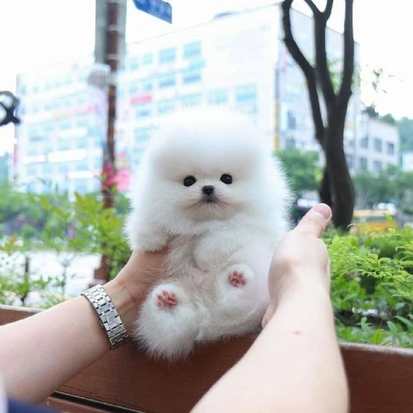 cuccioli di pomerania | Foto 0