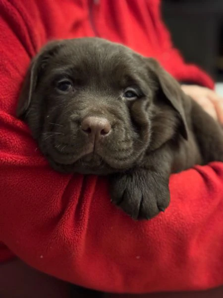 meravigliosi cuccioli di labrador chocolate | Foto 6
