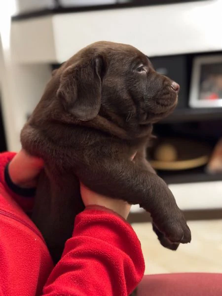 meravigliosi cuccioli di labrador chocolate | Foto 5