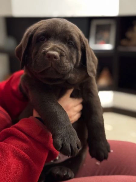 meravigliosi cuccioli di labrador chocolate