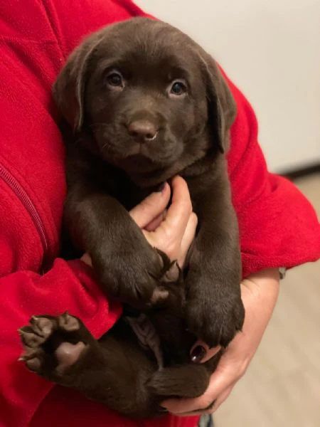 meravigliosi cuccioli di labrador chocolate | Foto 4