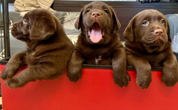 meravigliosi cuccioli di labrador chocolate | Foto 3