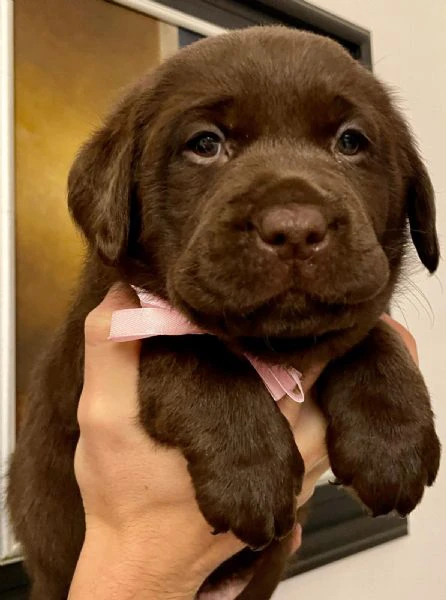 meravigliosi cuccioli di labrador chocolate | Foto 2