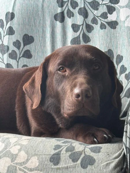 meravigliosi cuccioli di labrador chocolate | Foto 0
