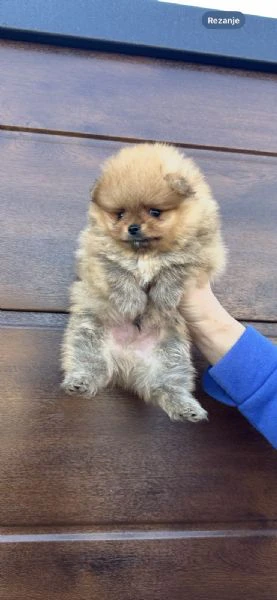 cuccioli di spitz di pomerania | Foto 6