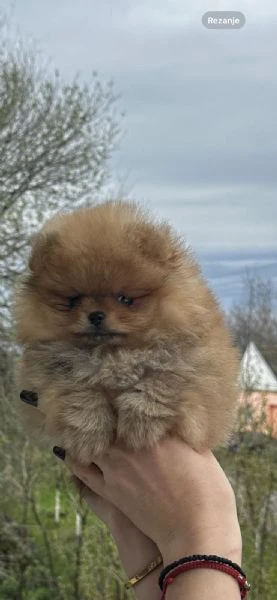 cuccioli di spitz di pomerania | Foto 4