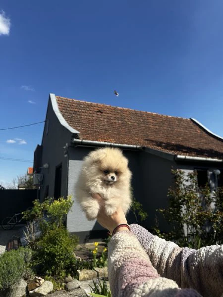 cuccioli di spitz di pomerania | Foto 3