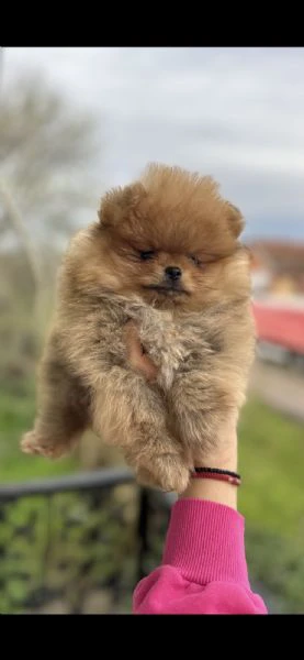 cuccioli di spitz di pomerania | Foto 2