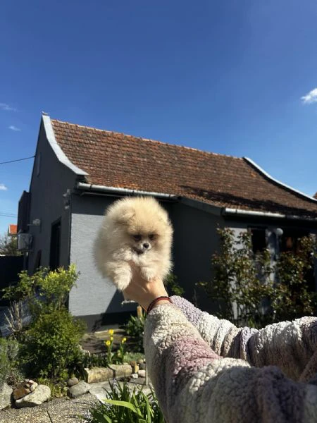 cuccioli di spitz di pomerania