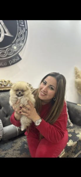 cuccioli di spitz di pomerania | Foto 0