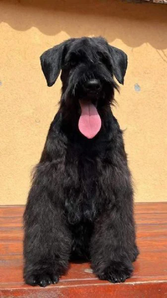 cuccioli di schnauzer nano neri | Foto 4