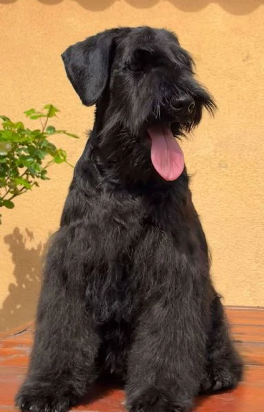 cuccioli di schnauzer nano neri | Foto 3