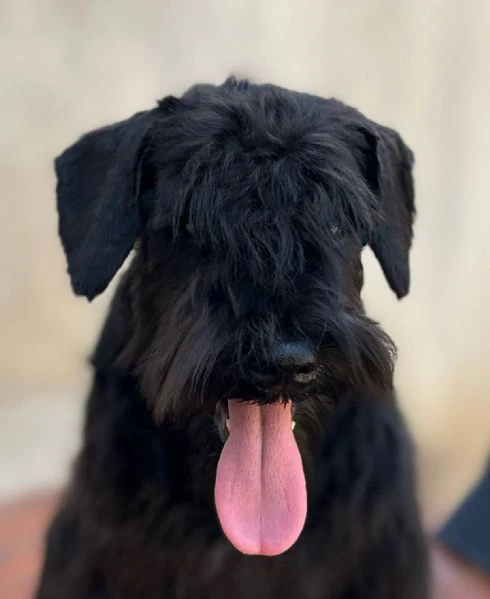 cuccioli di schnauzer nano neri