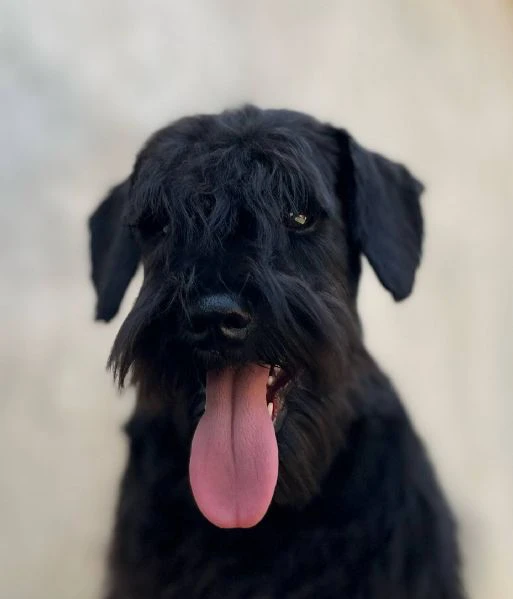 cuccioli di schnauzer nano neri | Foto 2