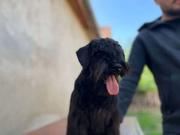 cuccioli di schnauzer nano neri | Foto 1