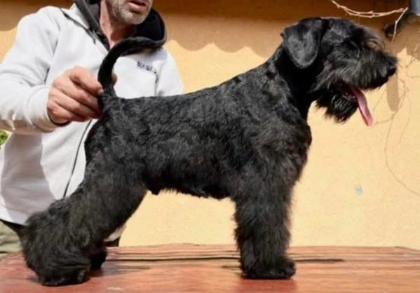 cuccioli di schnauzer nano neri | Foto 0