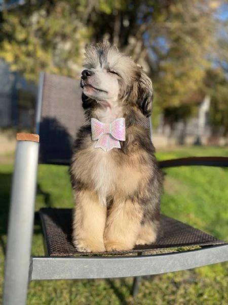 cane chinese crested maschio – cucciolo