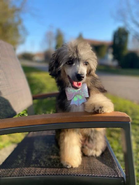 cane chinese crested maschio – cucciolo | Foto 3