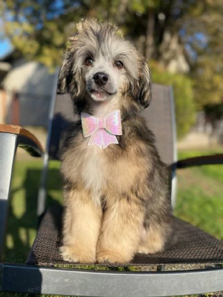 cane chinese crested maschio – cucciolo | Foto 2