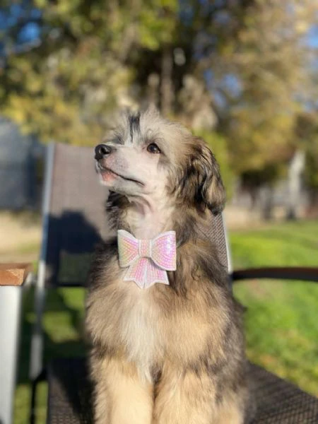 cane chinese crested maschio – cucciolo | Foto 1