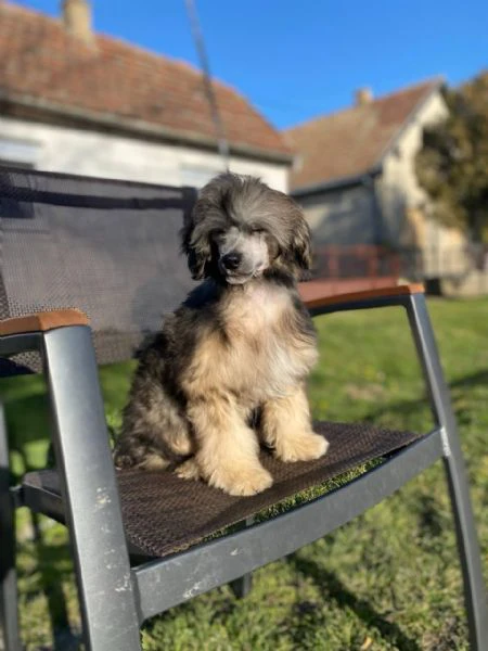 cane chinese crested maschio – cucciolo | Foto 0