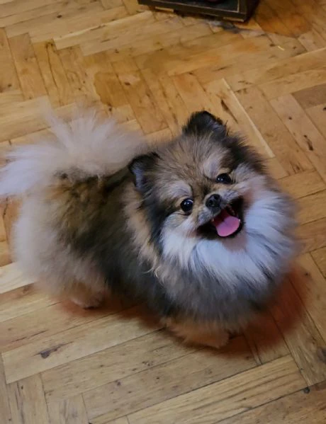 cuccioli di spitz di pomerania | Foto 6