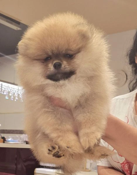cuccioli di spitz di pomerania | Foto 5