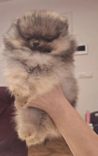 cuccioli di spitz di pomerania | Foto 3