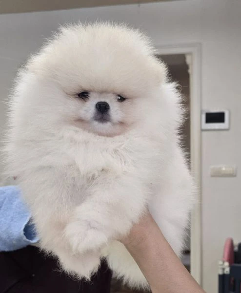 cuccioli di spitz di pomerania