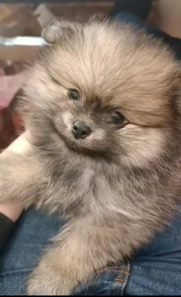 cuccioli di spitz di pomerania | Foto 1