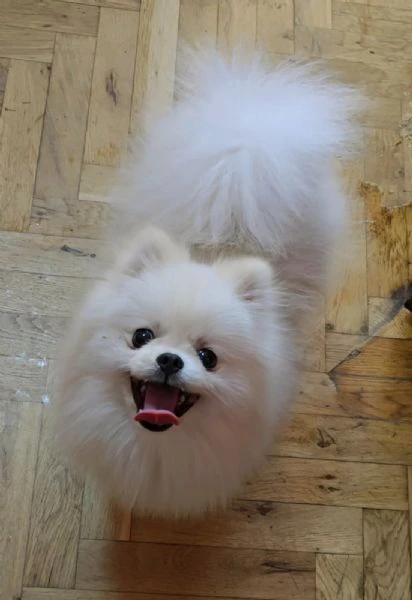 cuccioli di spitz di pomerania | Foto 0