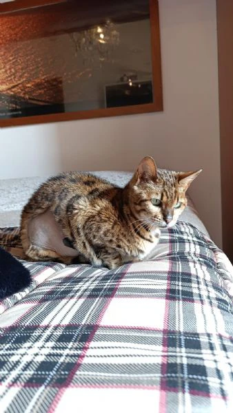 bengala femmina adulta (4 anni) – affettuosa, cerca casa