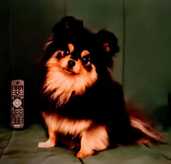 femmina pomeranian nano (1750gr) pedigree fci | Foto 4