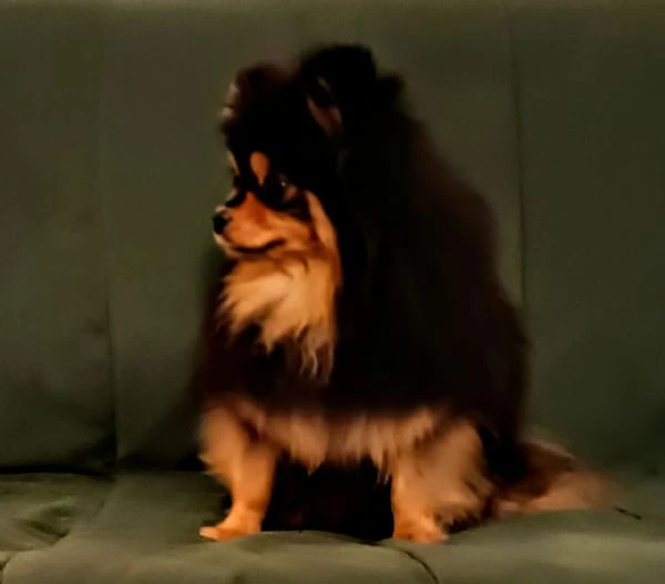 femmina pomeranian nano (1750gr) pedigree fci | Foto 3