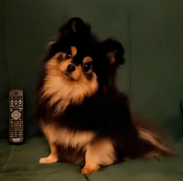 femmina pomeranian nano (1750gr) pedigree fci