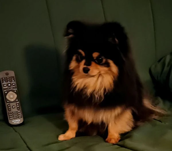 femmina pomeranian nano (1750gr) pedigree fci | Foto 2