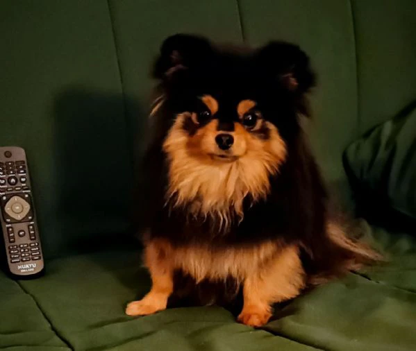 femmina pomeranian nano (1750gr) pedigree fci | Foto 1
