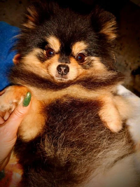 femmina pomeranian nano (1750gr) pedigree fci | Foto 0