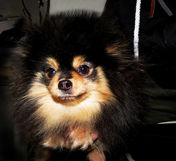 pomeranian nano, 1kg 750gr | Foto 1