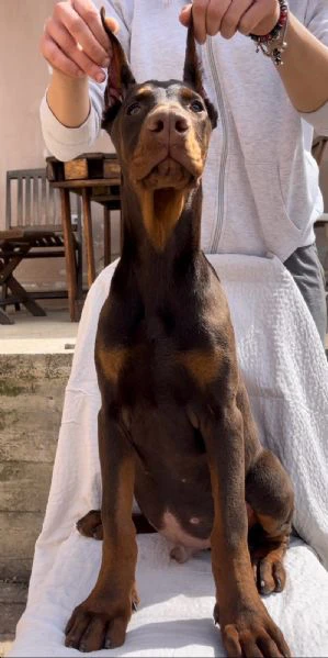 cucciolo maschio di dobermann | Foto 3
