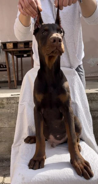 cucciolo maschio di dobermann | Foto 2