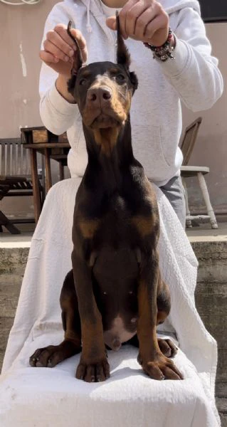 cucciolo maschio di dobermann | Foto 1