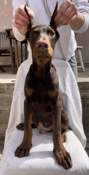 cucciolo maschio di dobermann | Foto 0
