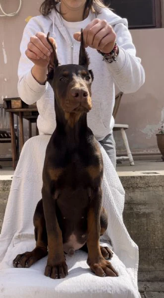 cucciolo maschio di dobermann